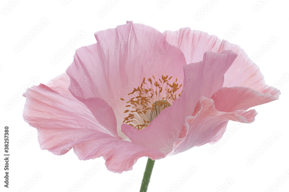 Naklejka premium poppy