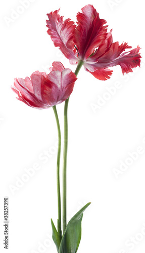 Fototapeta Naklejka Na Ścianę i Meble -  tulip