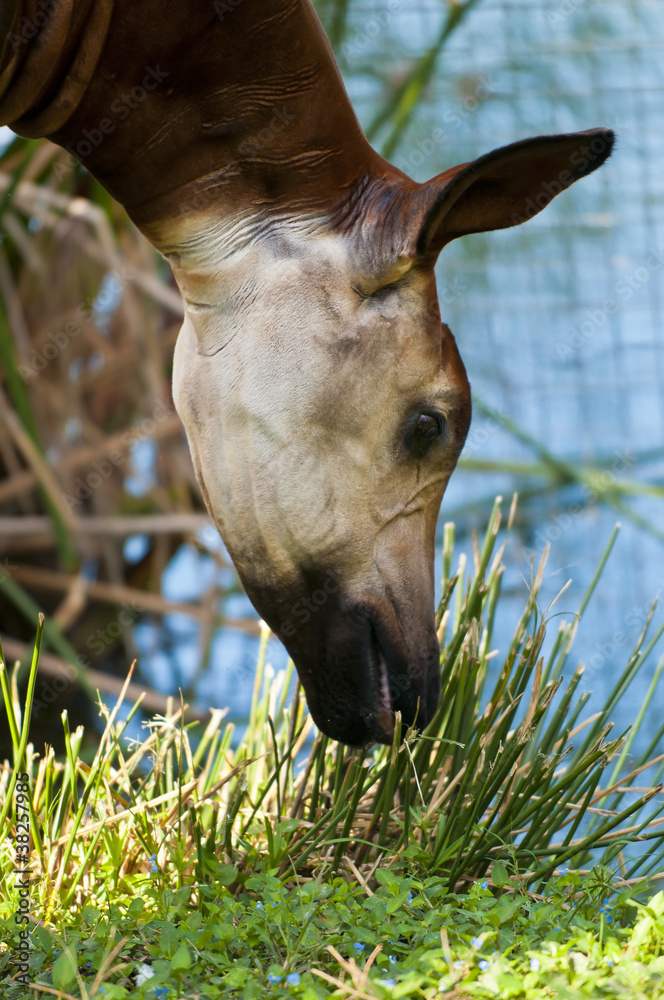 Naklejka premium Okapi
