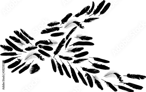 black pigeon silhouette formed by feathers