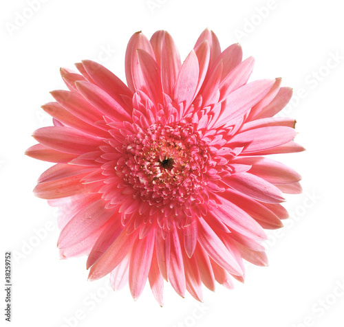 Pink gerbera flower closeup. Isolated on white