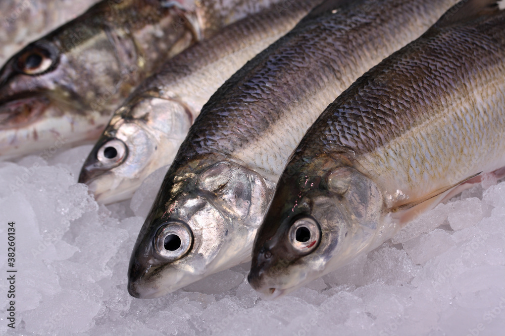 Fototapeta premium Fisch