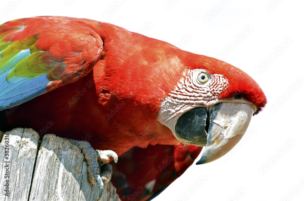 Isolated portrait macaw chloroptera