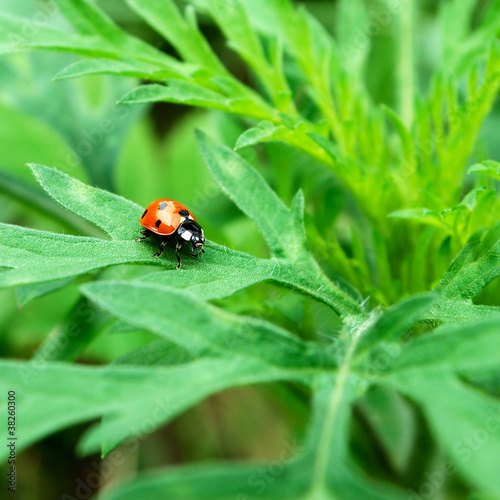 ladybug on grass © Olena Svechkova