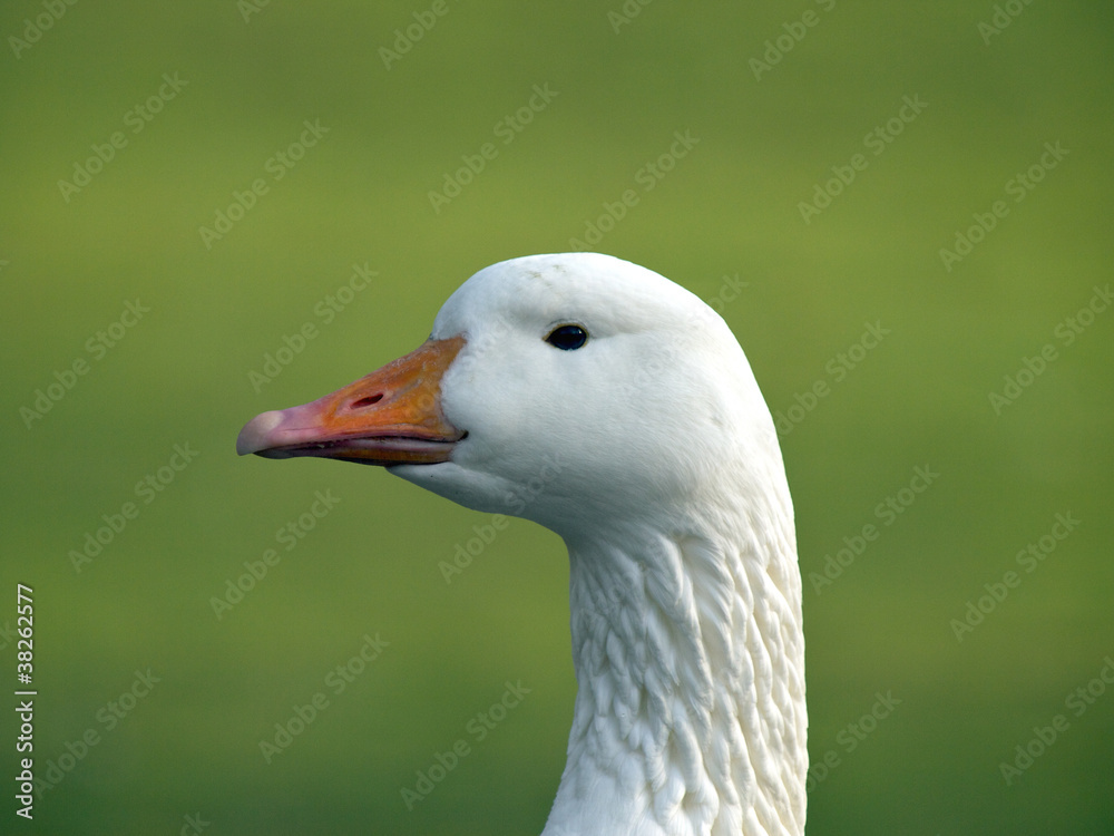 Goose Goose