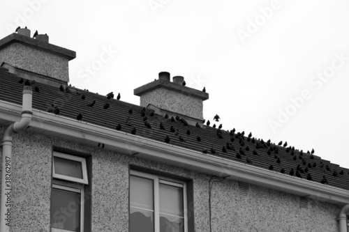 flock of birds on a roof