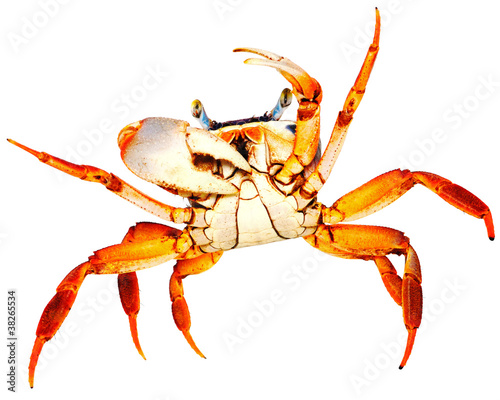 Rainbow Crab on white