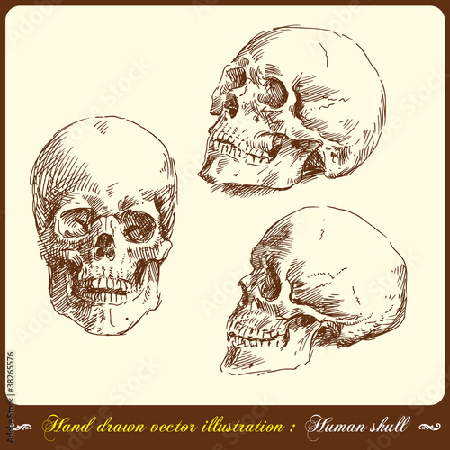 human skull - hand drawn illustration