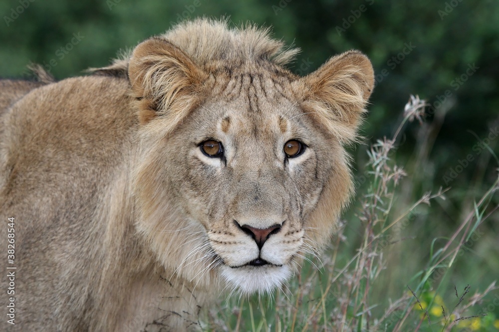 Fototapeta premium Lion Stare