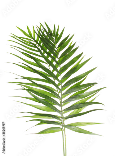Beautiful palm leaves isolated on white