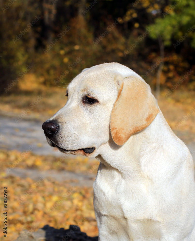 yellow labrador puppy in autumn park