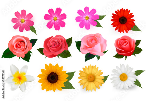 Big set of beautiful colorful flowers. Vector
