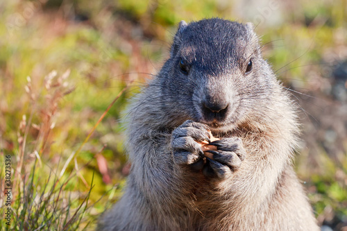 Alpine Marmot (Marmota marmota)