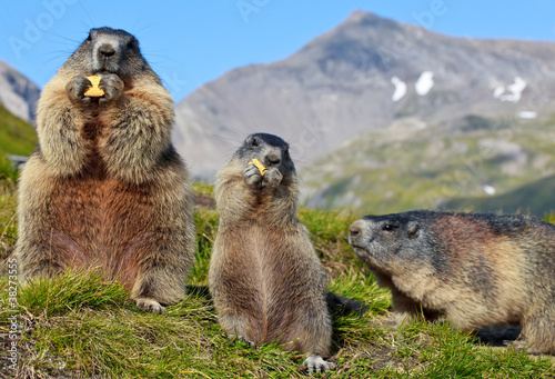 Alpine Marmot (Marmota marmota)