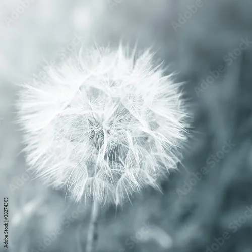 Obraz Mniszek lekarski