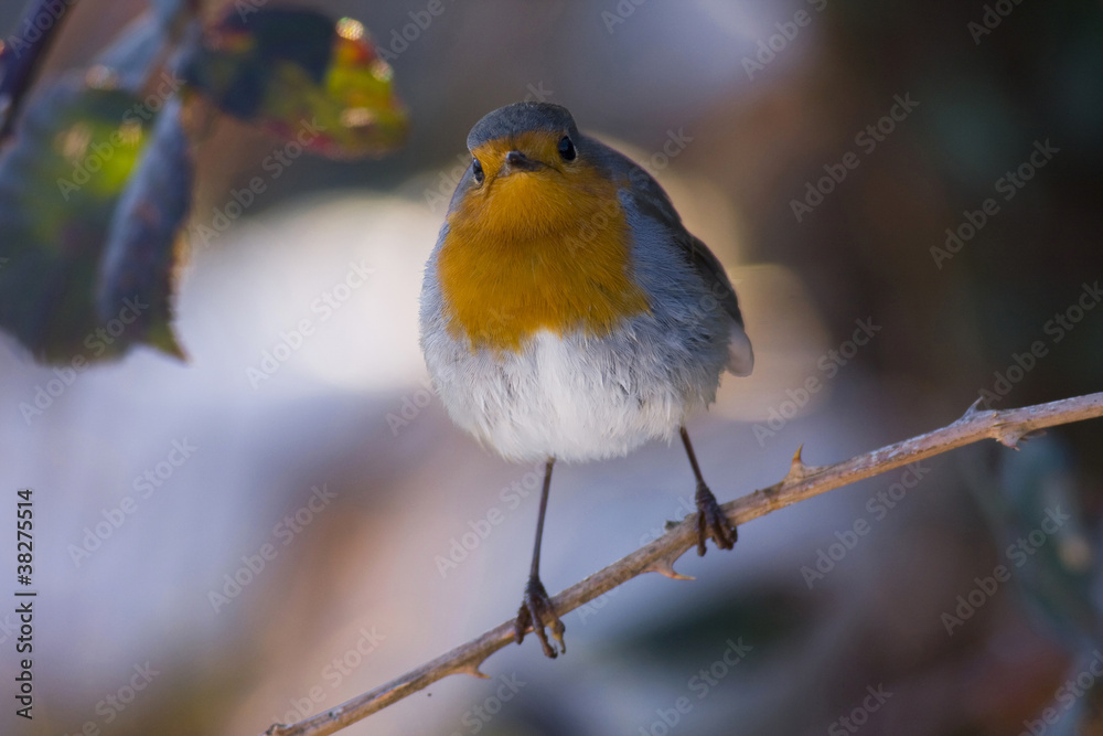 Fototapeta premium Robin