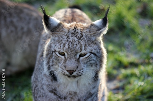 Luchs (Lynx lynx) © Schmutzler-Schaub
