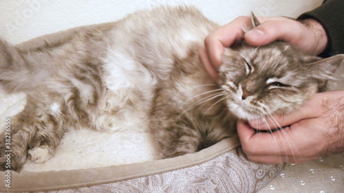 Petted Cat
