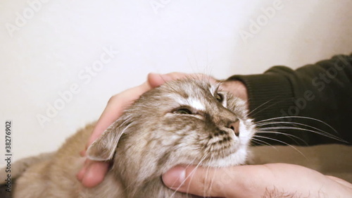 Cat Being Petted