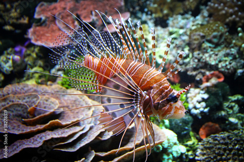 The Red lionfish (Pterois volitans) in the water