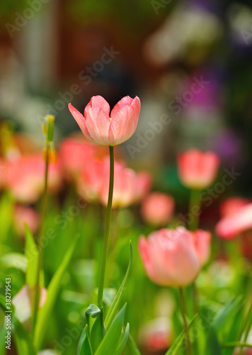 Beautiful spring tulip flowers in colorful garden