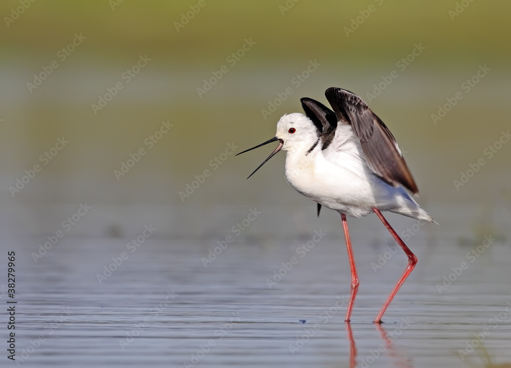 Fototapeta premium winged stilt