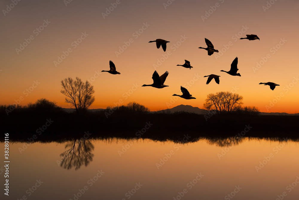 Fototapeta premium Canadian Geese at Sunset