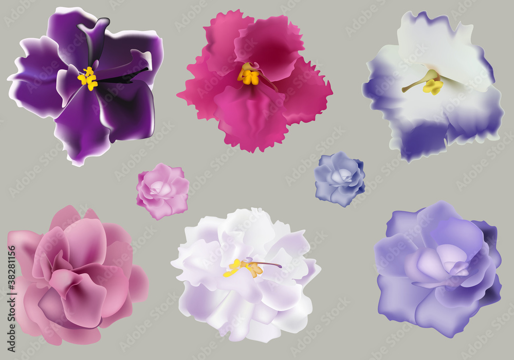 set of violets on grey background
