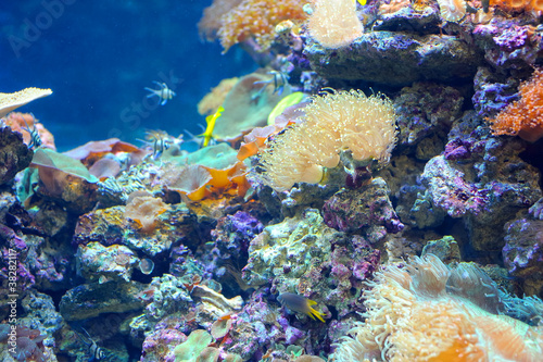 Fototapeta Naklejka Na Ścianę i Meble -  Colourful coral reef
