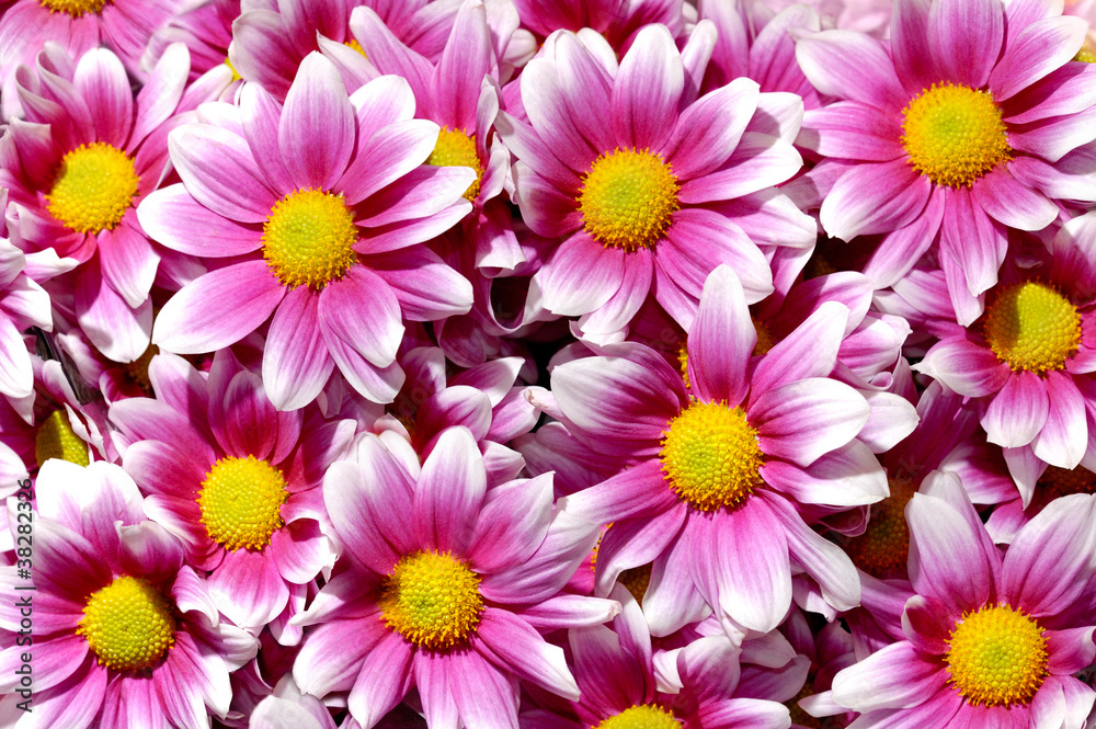 Colorful purple Chrysanthemum flowers background Colorful purple Chrysanthemum flowers background