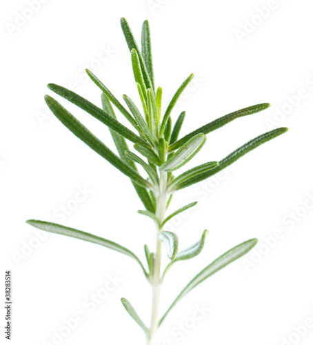 rosemary on a white background