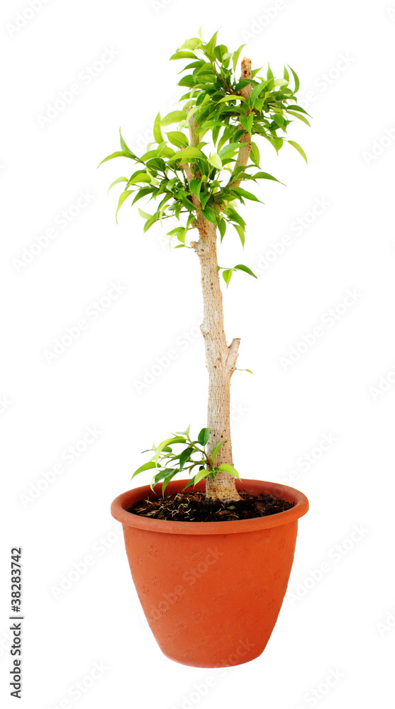Ficus tree