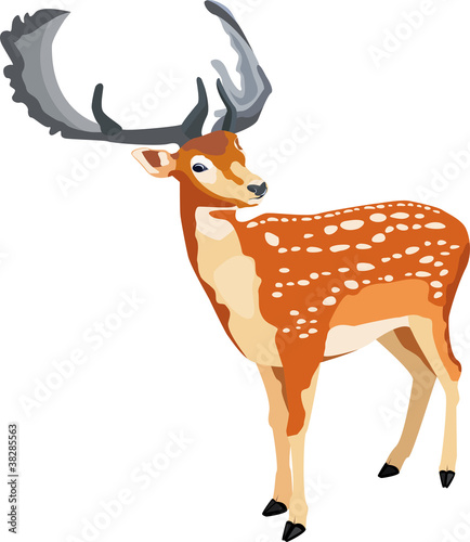 deer