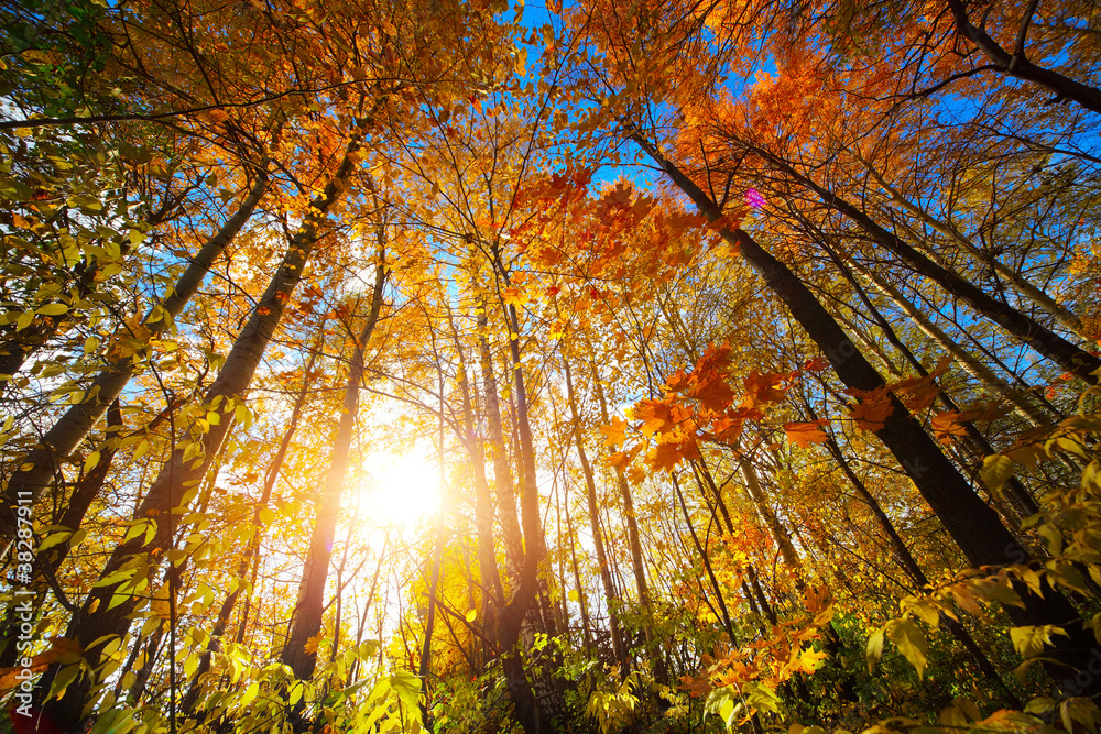 Naklejka premium Forest