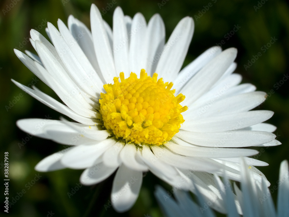 Fototapeta premium Beautiful vibrant white Daisy flower