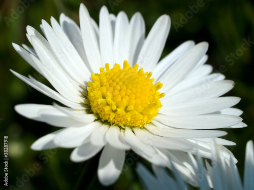 Beautiful vibrant white Daisy flower