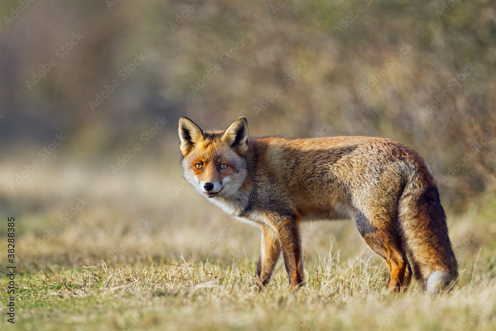 Red fox walks trough the dunes