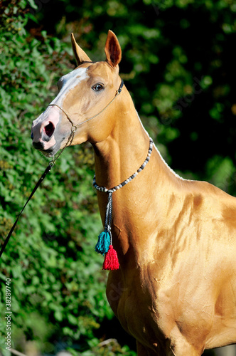 Obraz na plátně red golden horse akhal-teke portrait in summer
