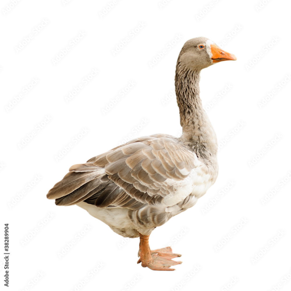 Goose isolated