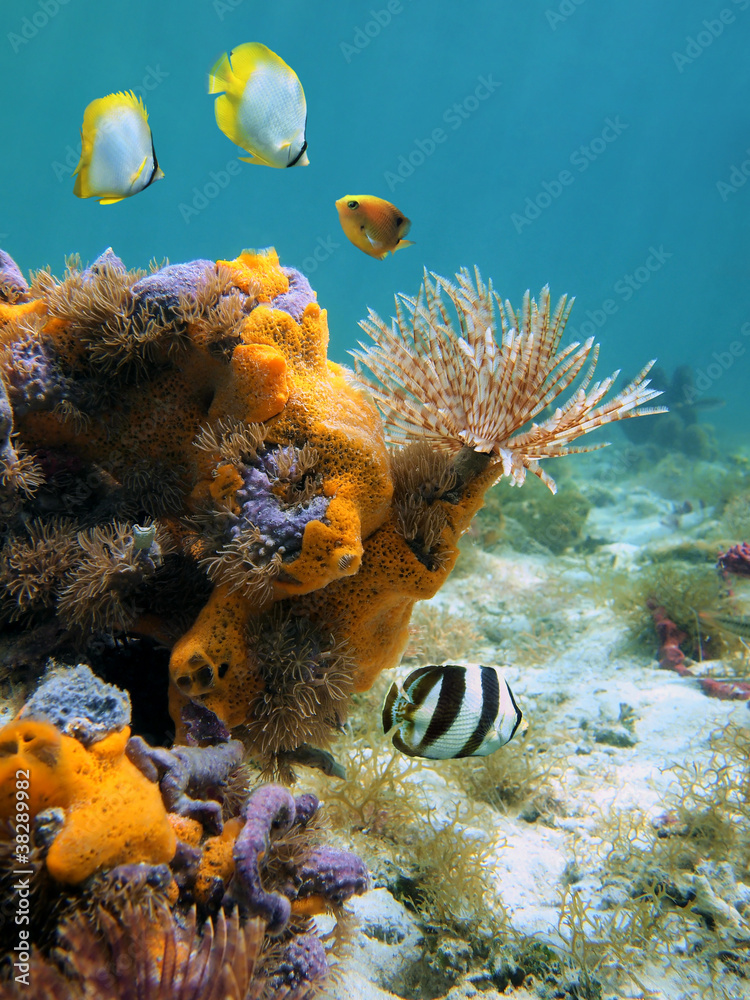Naklejka premium Podwodne życie morskie na Morzu Karaibskim z robakiem prochowym, kolorowymi gąbkami i rybami tropikalnymi