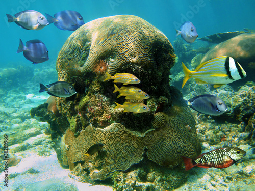 Tropical reef fish with brain coral underwater in the Caribbean sea, Mexico #38289966