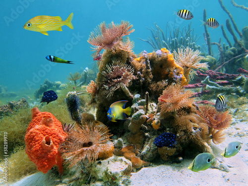 Colorful underwater marine life with tropical fish and feather duster worms in the Caribbean sea #38289970