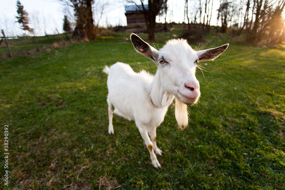 Distorted goat Distorted goat