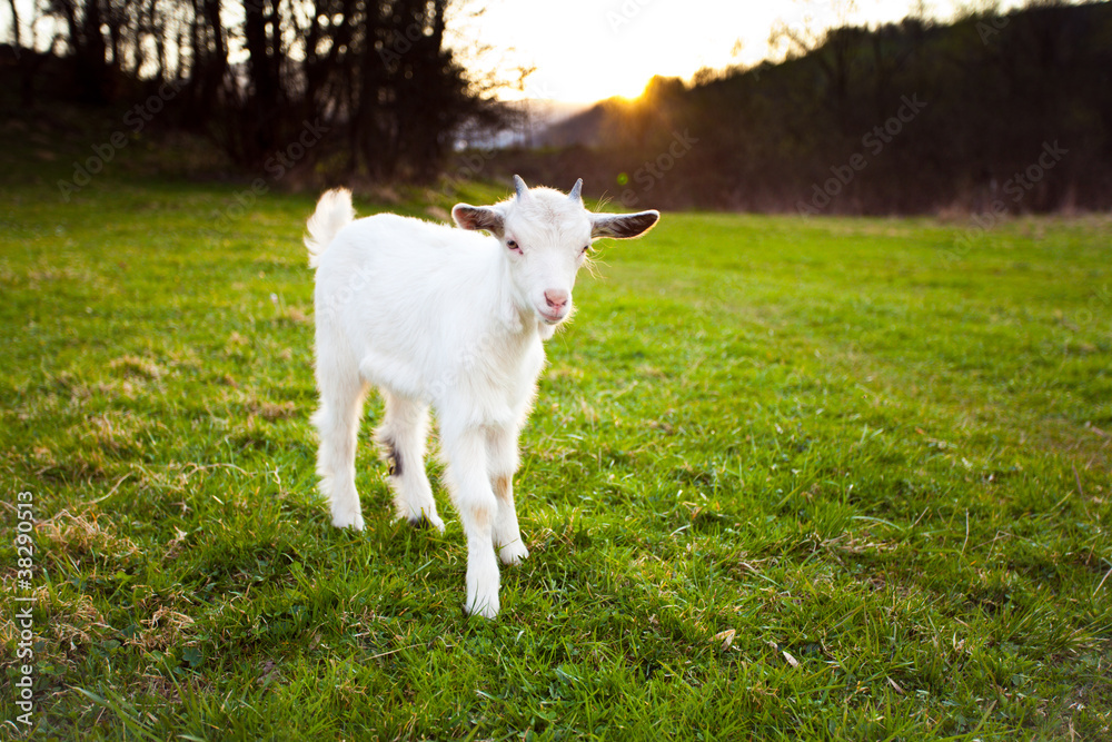 Obraz premium Goatling