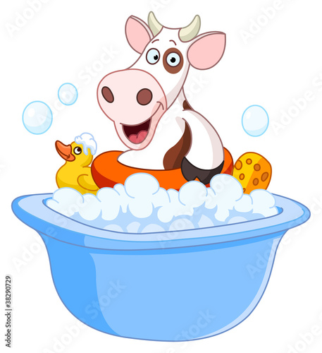 Cow taking a bath