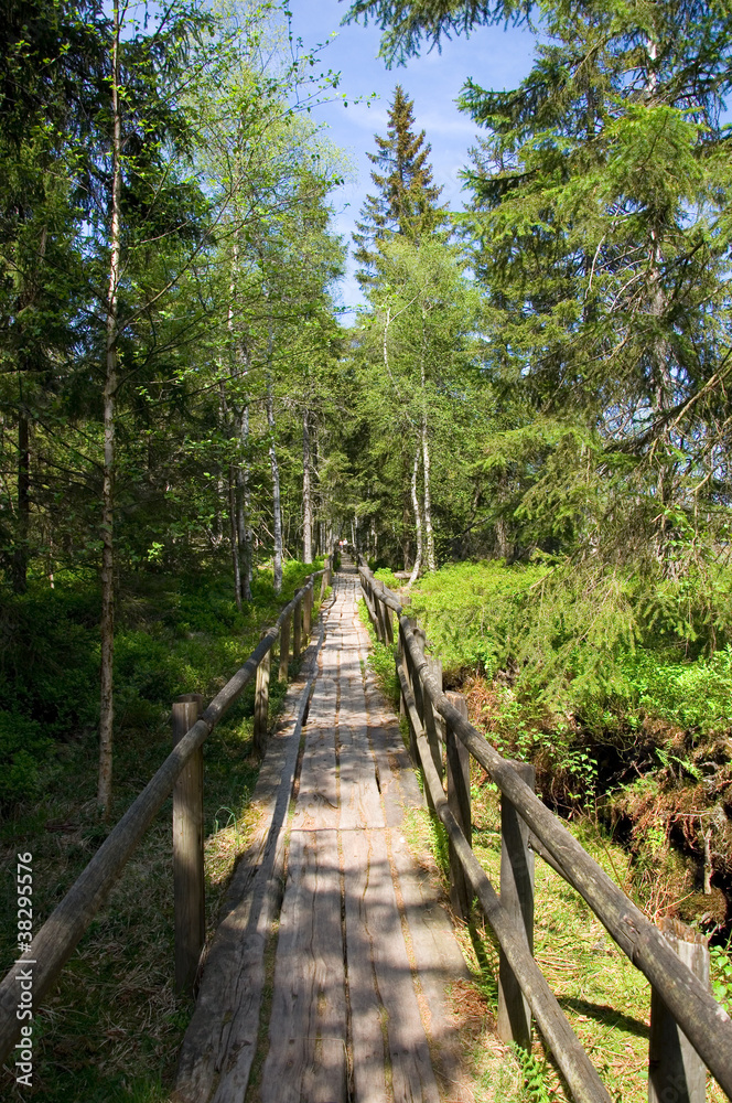 Waldweg - Kaltenbronn - Schwarzwald