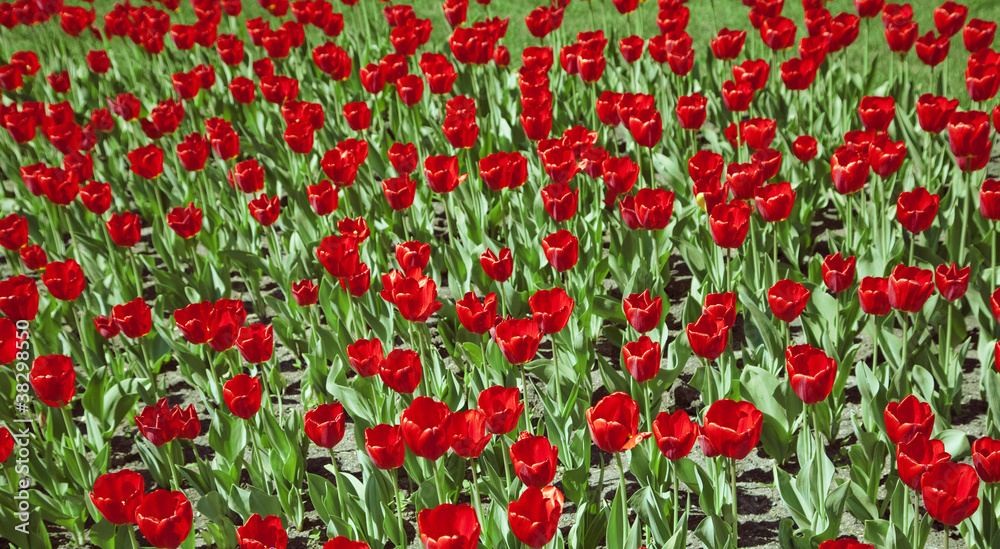 Red tulips