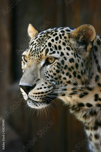 Leopard