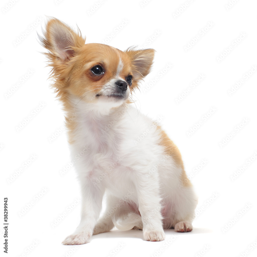 chiot chihuahua chiot chihuahua