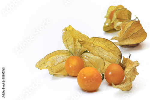 Physalis